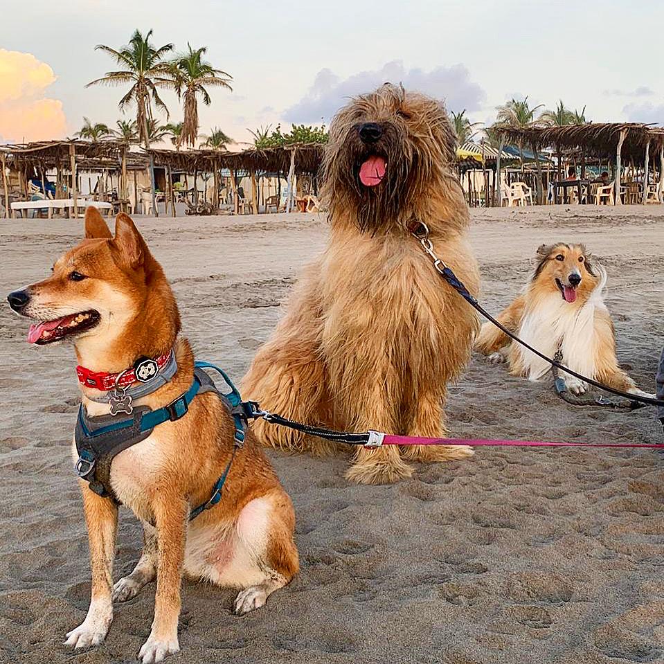 Perros en la playa, el origen de Mil Ojos